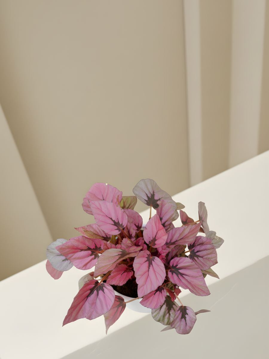 Syngonium Indian Summer