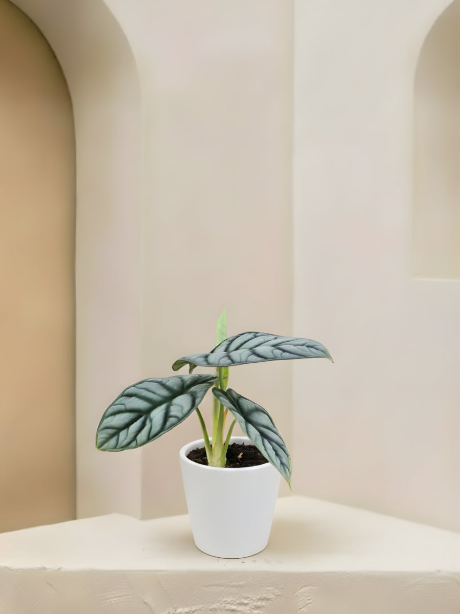 Alocasia Silver Dragon