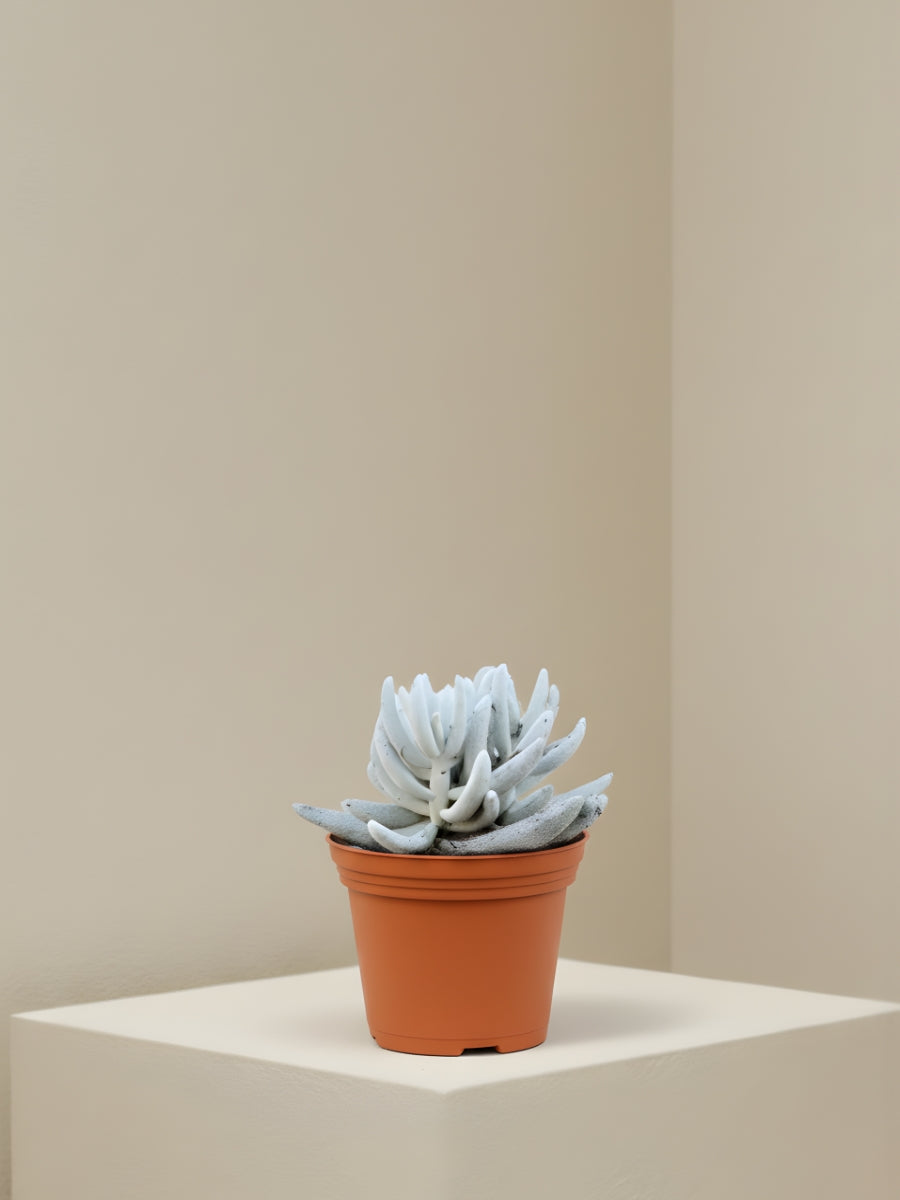 Senecio Mont Blanc