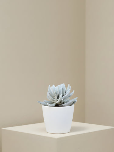 Senecio Mont Blanc
