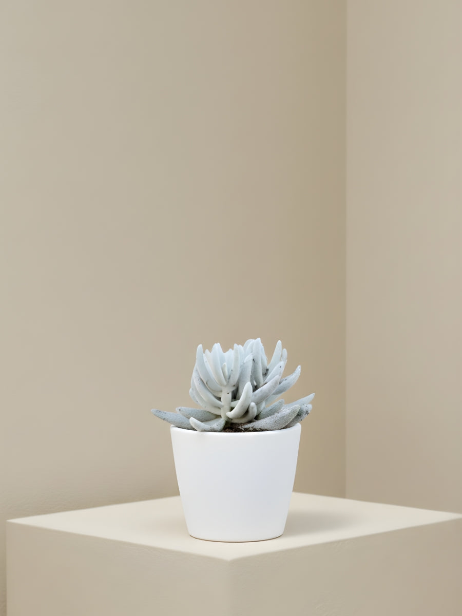 Senecio Mont Blanc