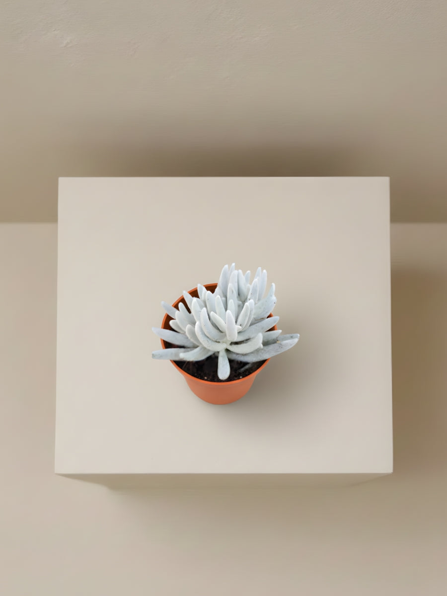 Senecio Mont Blanc