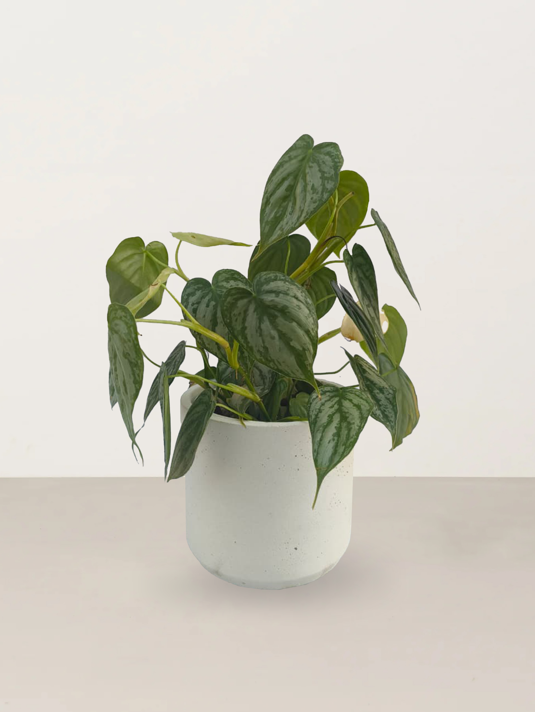 Silver Leaf Philodendron