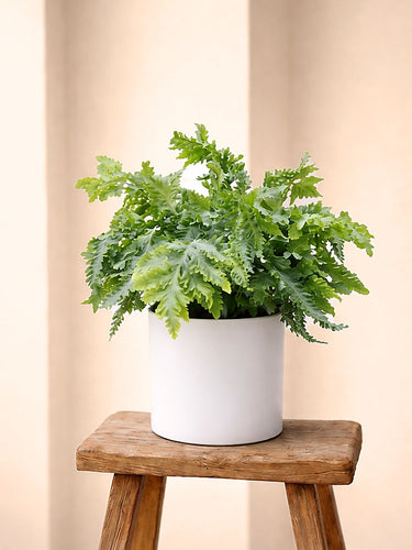 Davana Blue Star Fern