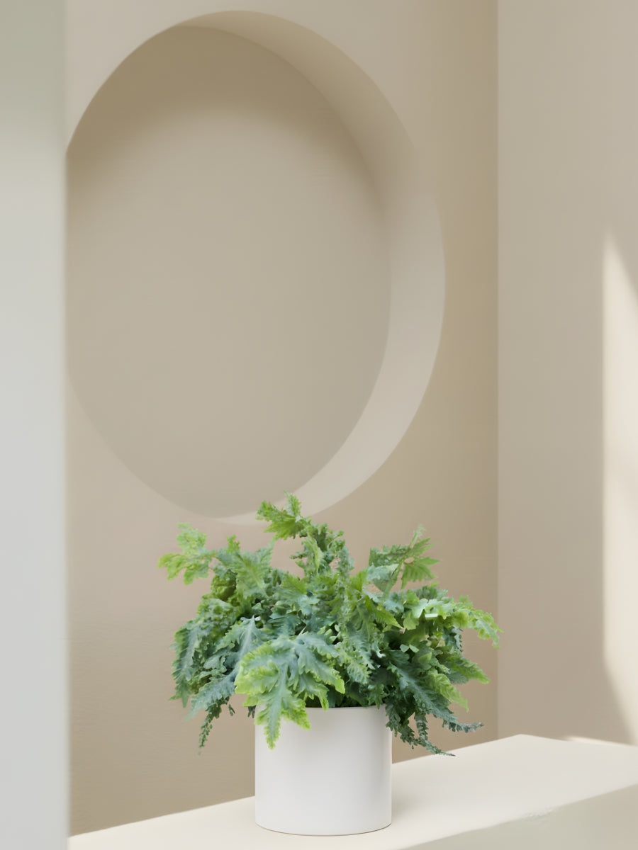 Davana Blue Star Fern