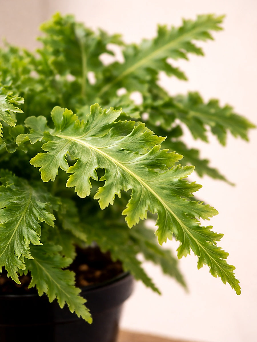 blue star davana fern Davana Blue Star Fern | Exotic Blue-Green Fern
