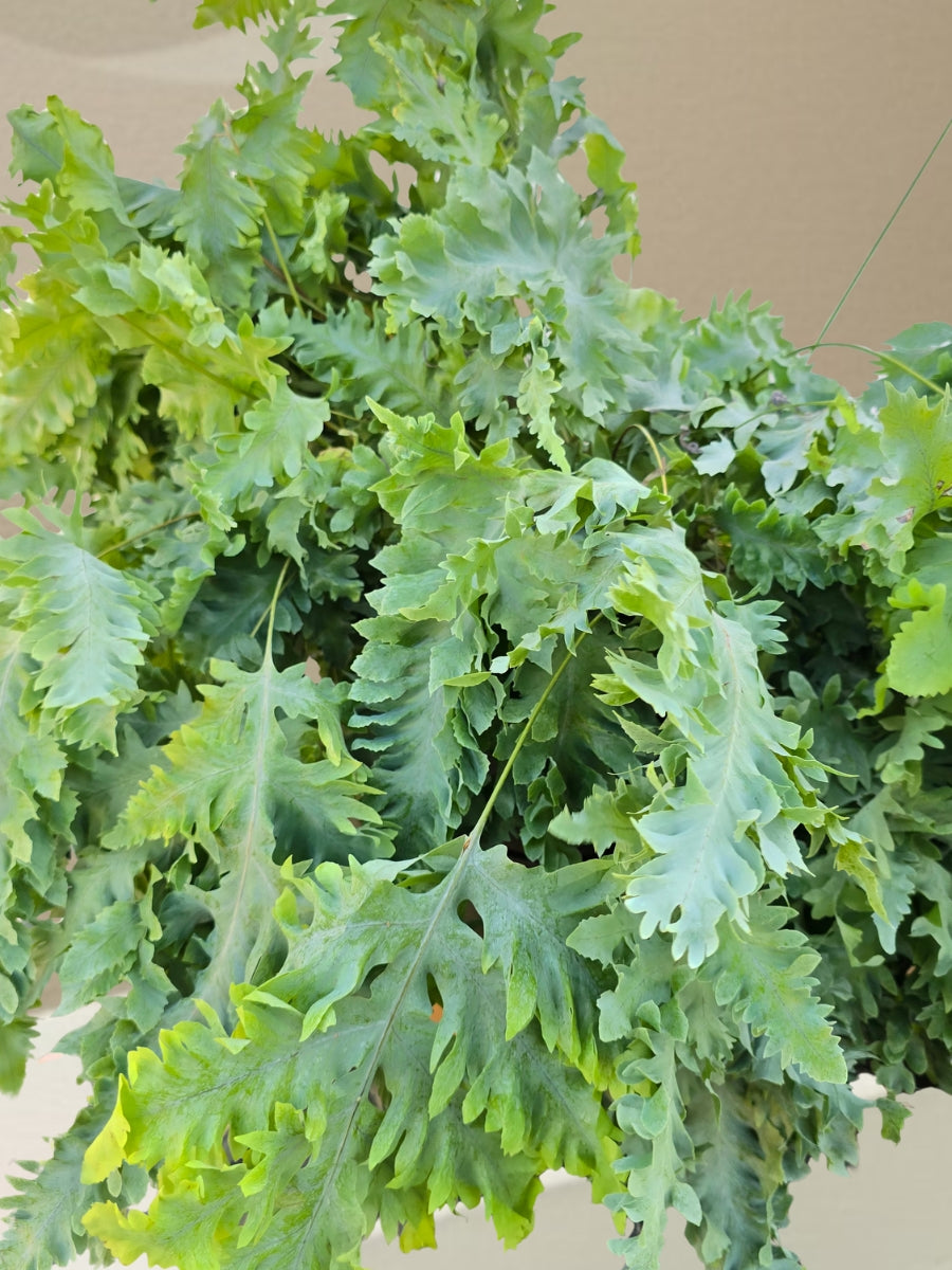 Davana Blue Star Fern