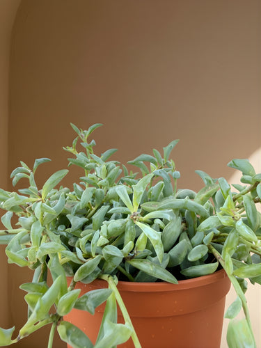 String of Dolphins