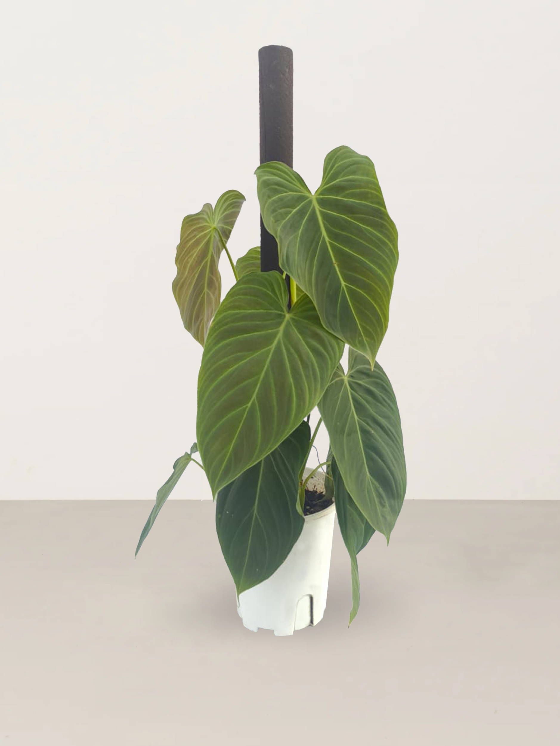 Black Gold Philodendron