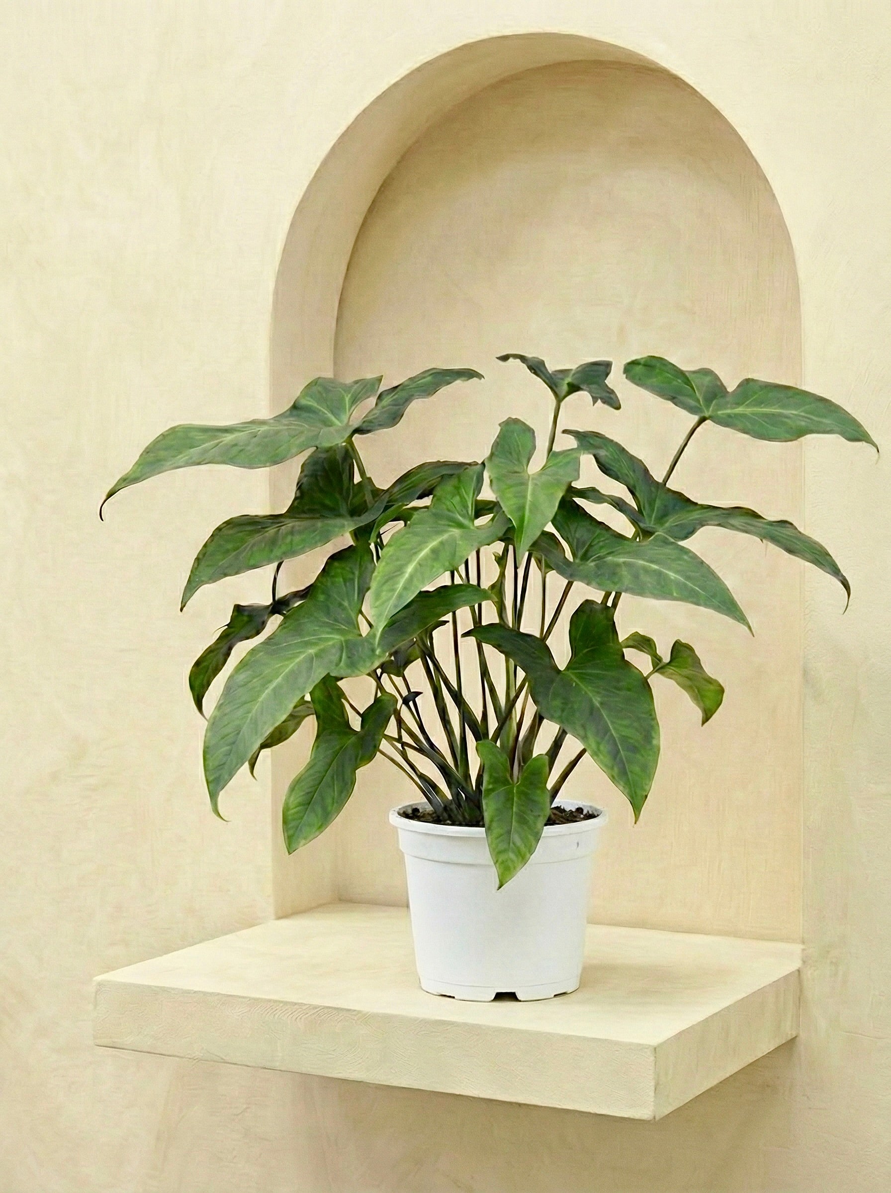 Adelonema Yanamonoense