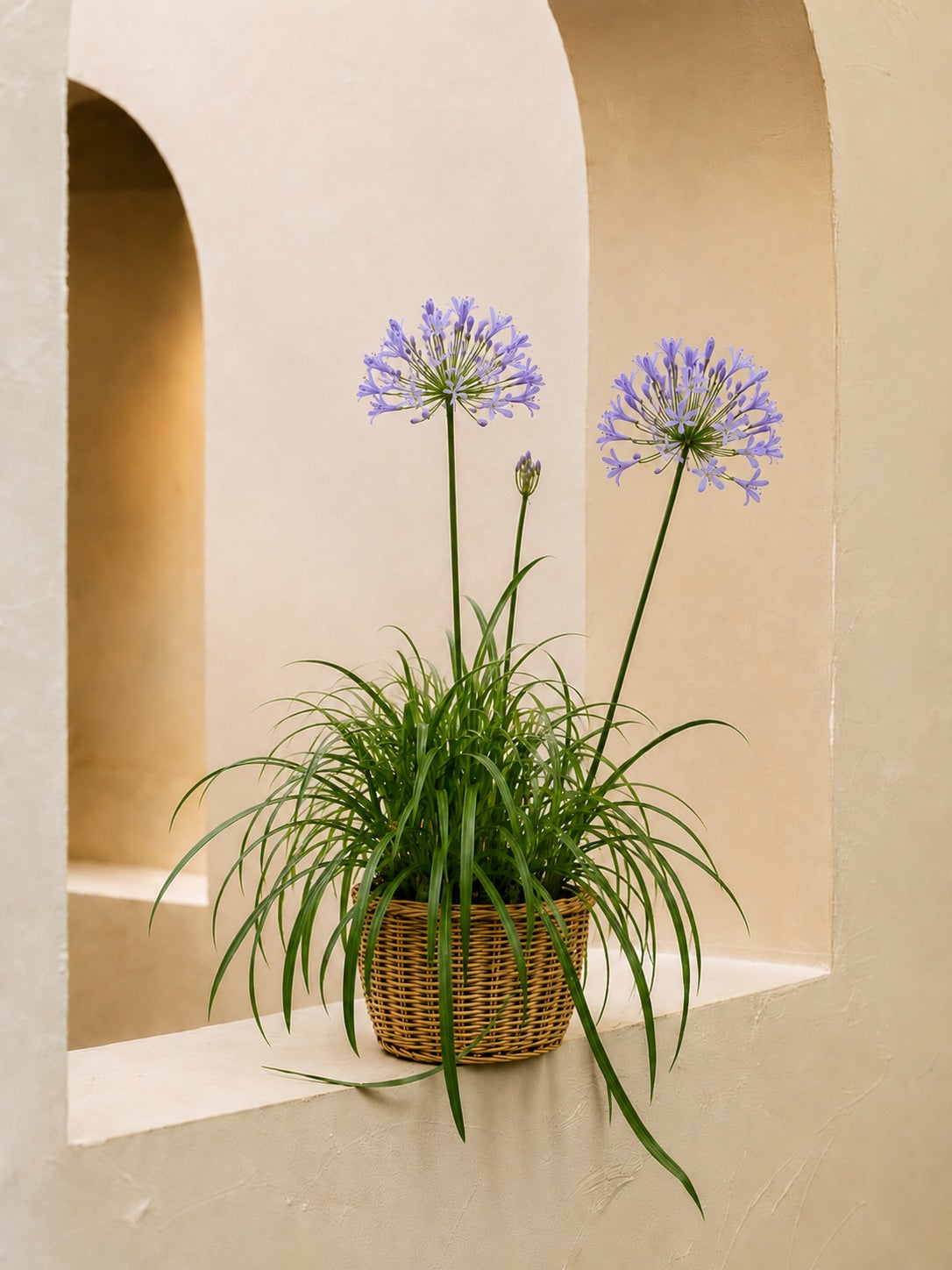 African Lily