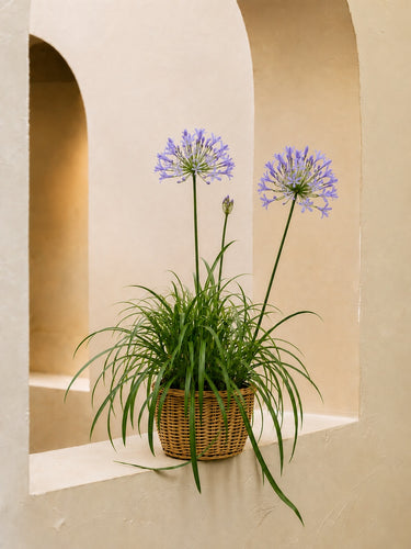 African Lily
