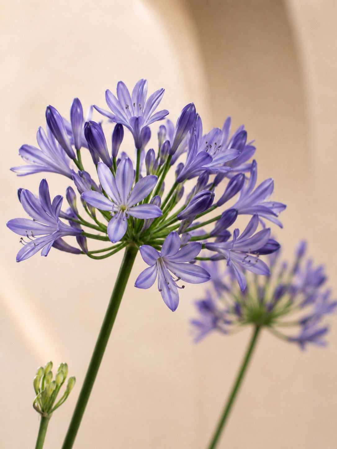 African Lily