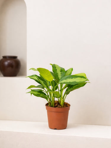 aglaonema pataya Aglaonema Pattaya Beauty | Table Top Indoor Plants