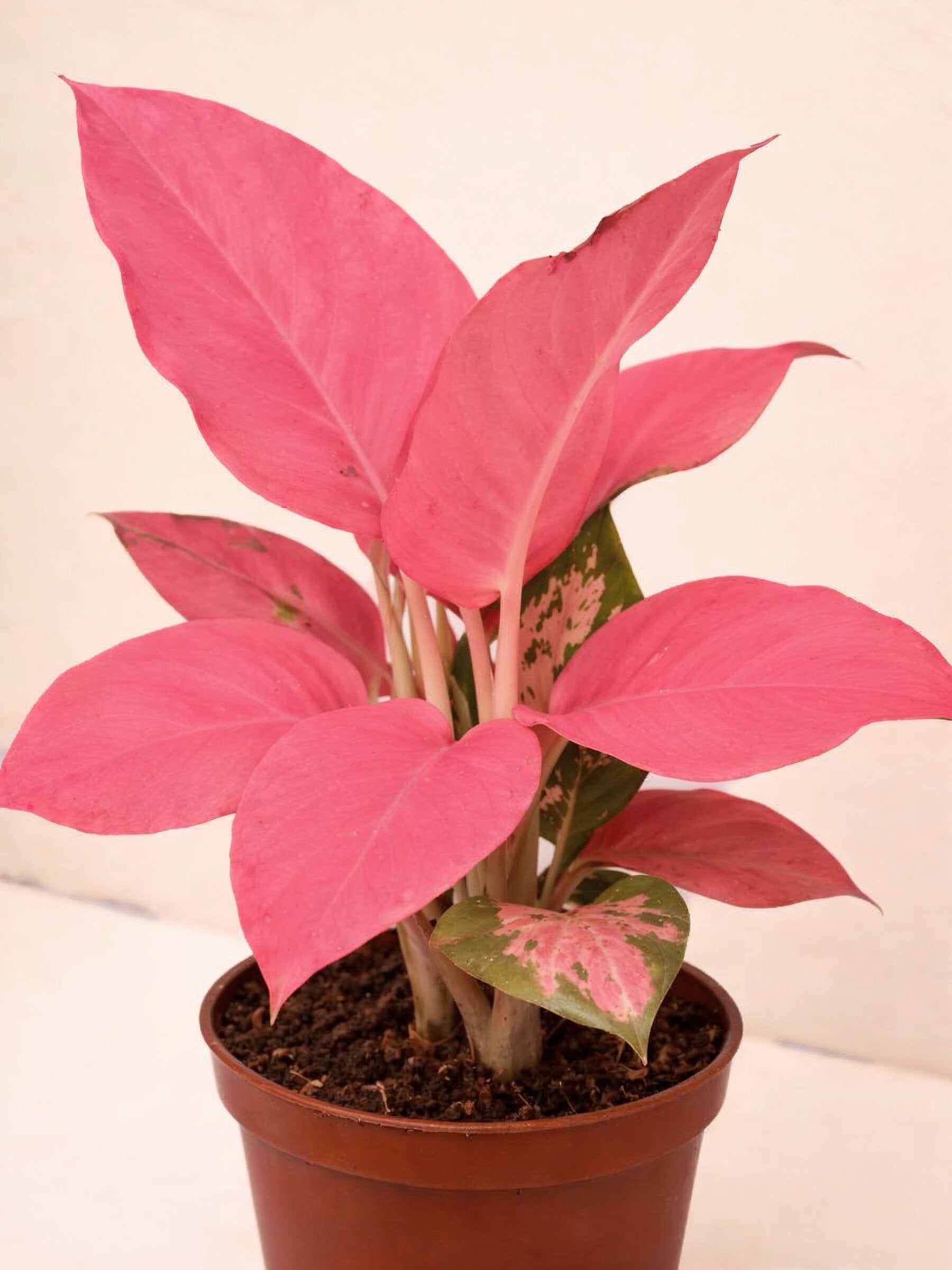 Aglaonema Pink
