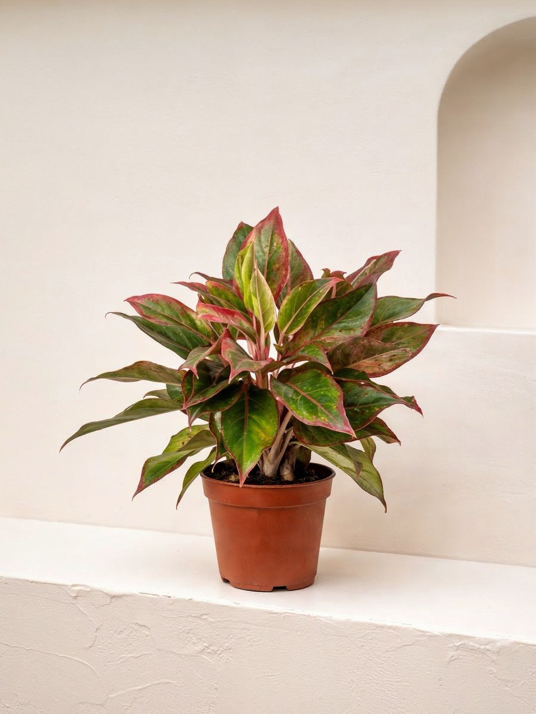 Aglaonema Red