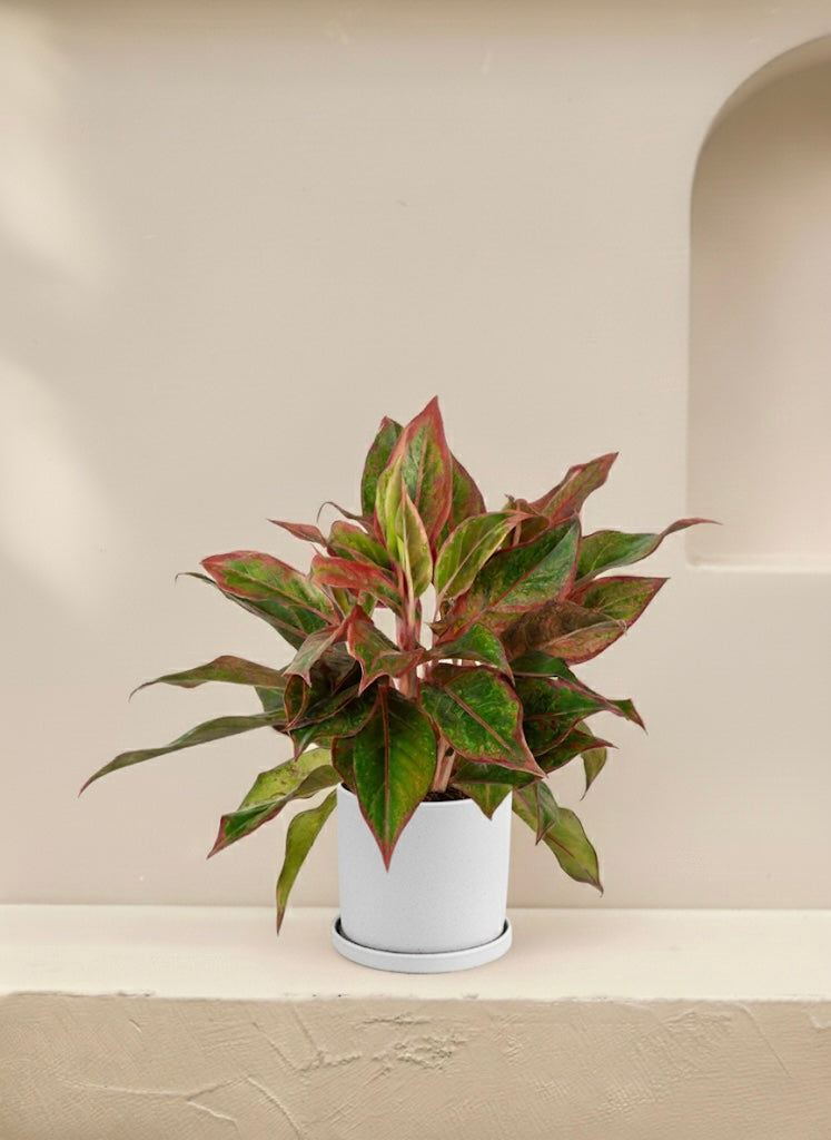 Aglaonema Red