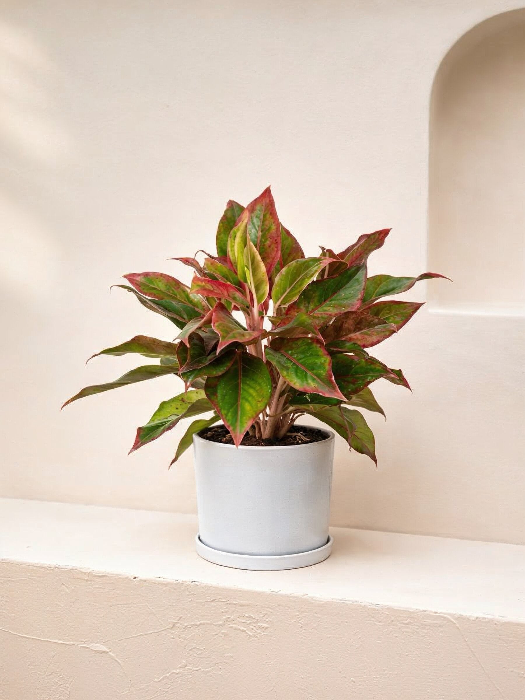 Aglaonema Red