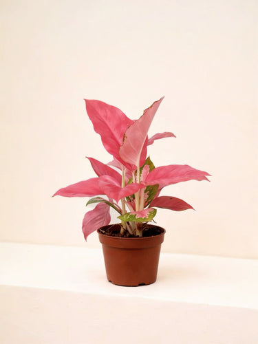 Aglaonema Pink