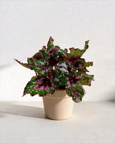 Alaska Creek Begonia