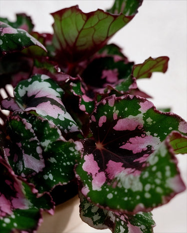 Alaska Creek Begonia