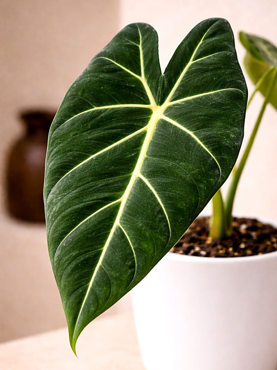 Alocasia Frydek