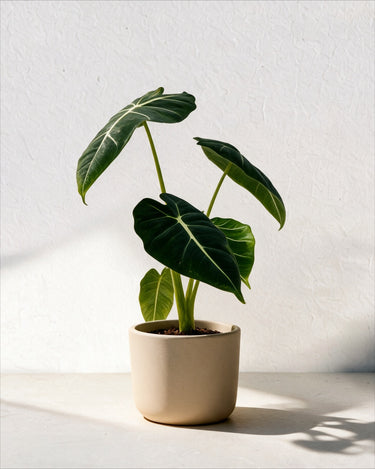 Alocasia Frydek