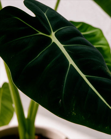 Alocasia Frydek