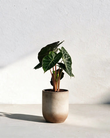 Alocasia Pink Dragon