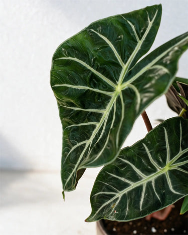 Alocasia Pink Dragon