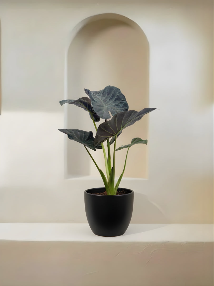 Alocasia Regal Shield