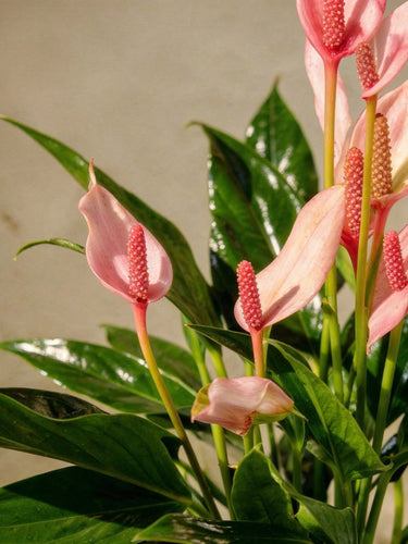 anthurium lili Anthurium Champion Lili | Indoor Plants | Tabletop Plants
