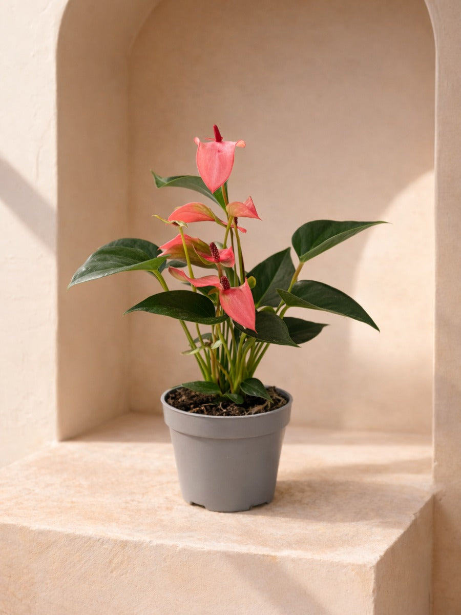 Anthurium Matata