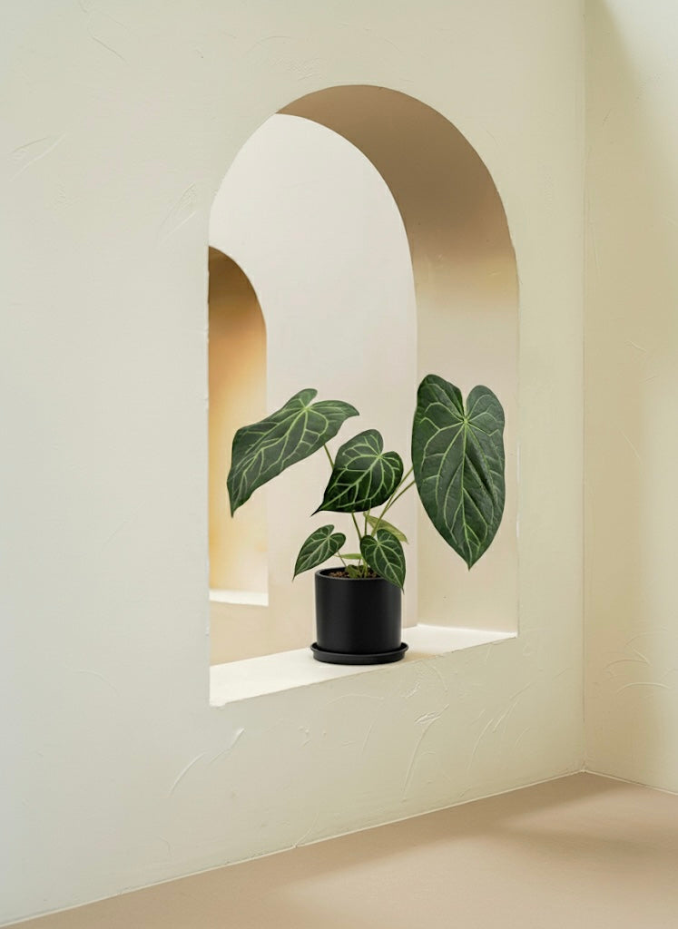 Anthurium Clarinervium