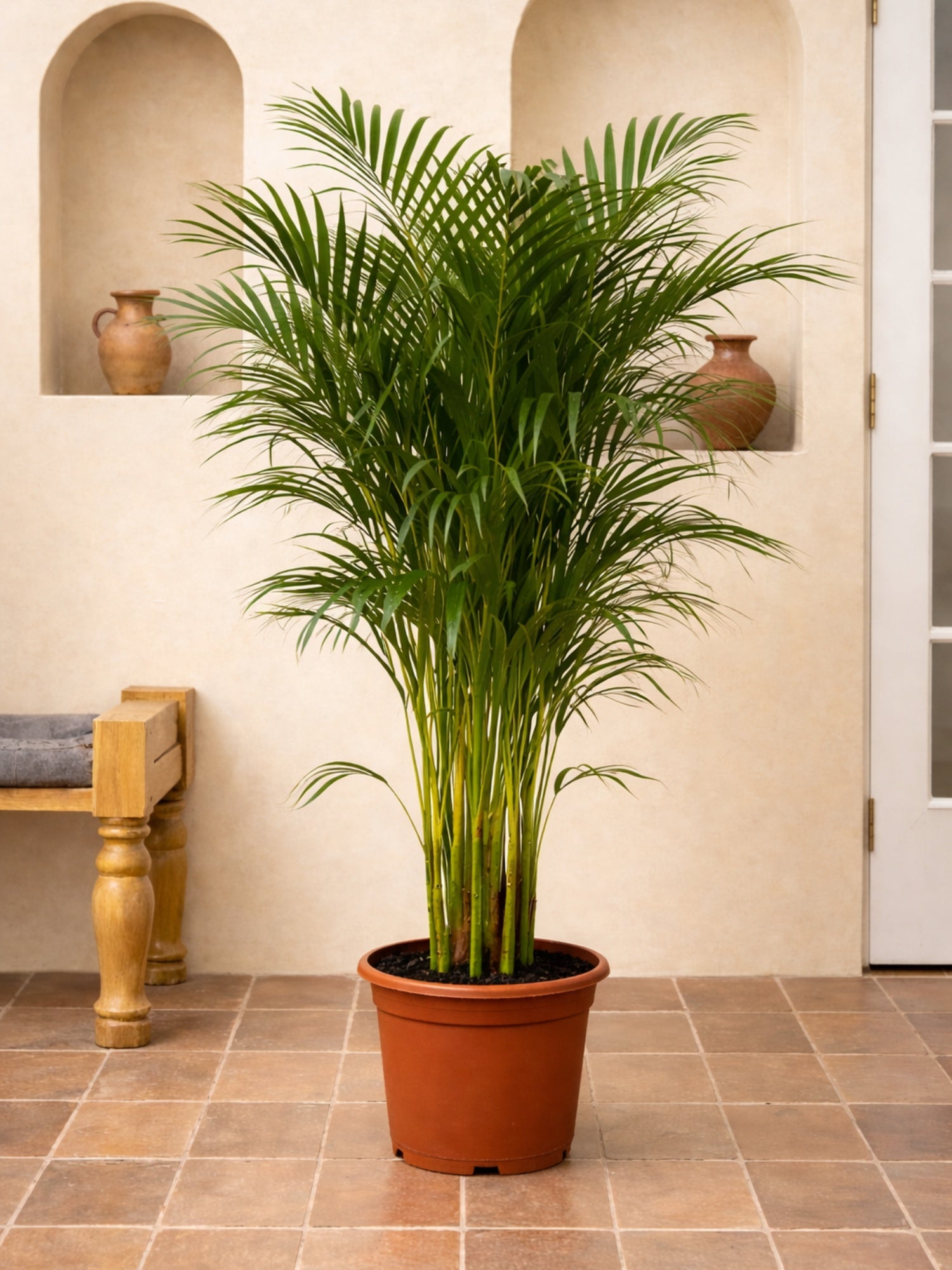 Areca Palm