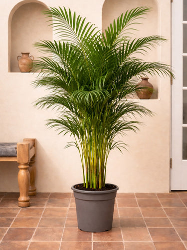 areca palm pot hole Areca Palm - Chrysalidocarpus Lutescens | Tall Indoor Plants