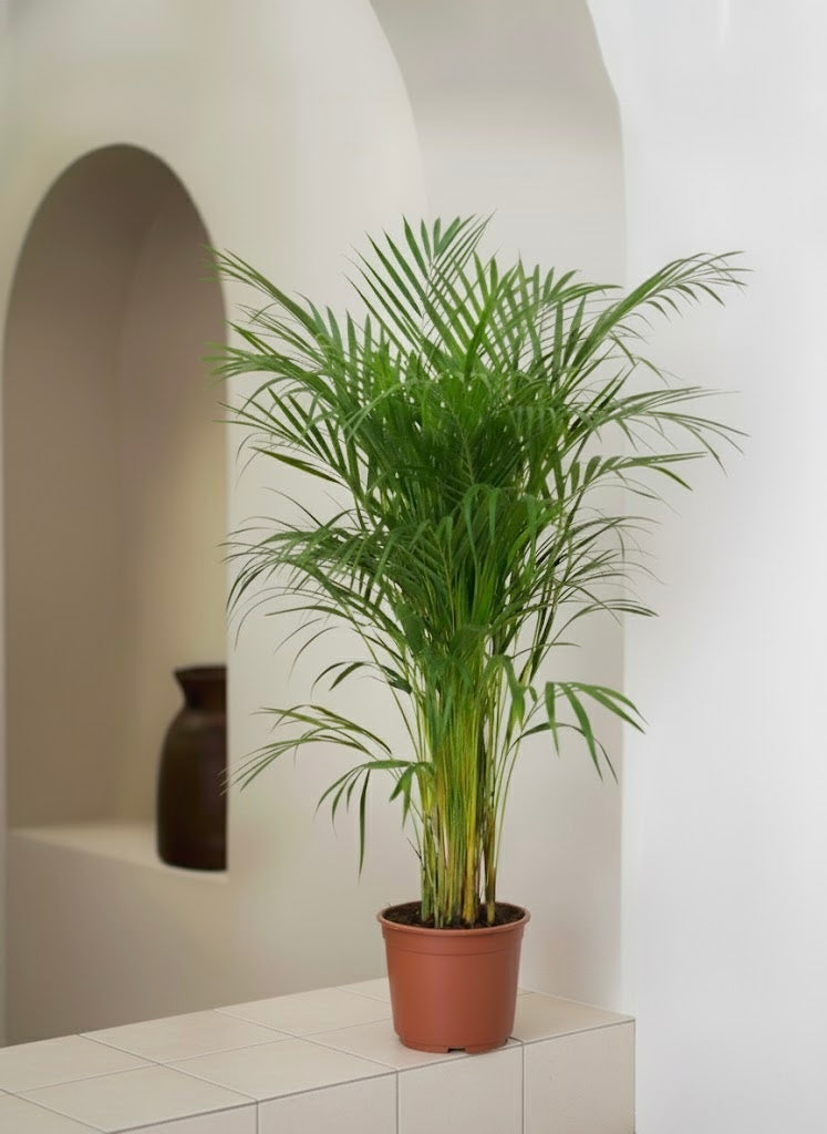 Areca Palm