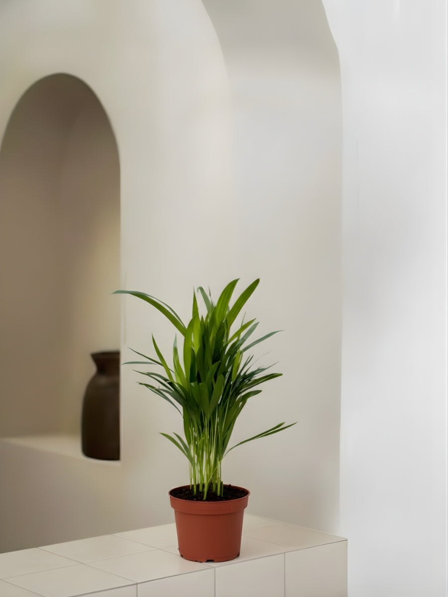 Areca Palm