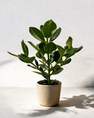 Autograph Plant