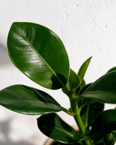 Autograph Plant