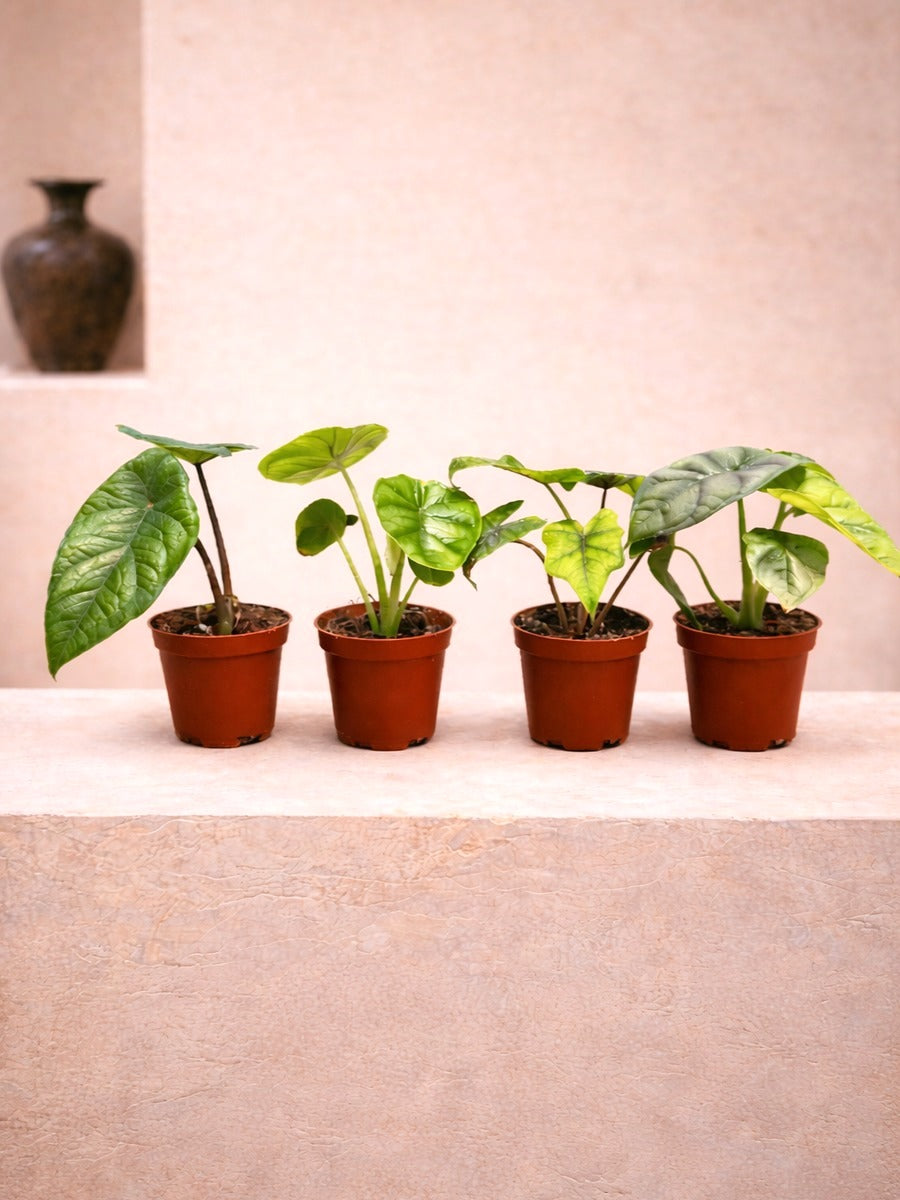 Baby Alocasia Club