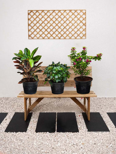 Balcony Plant Bundle