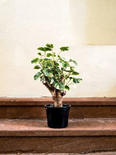 Balfour Aralia