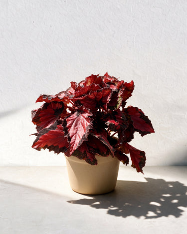 Begonia Inca Night