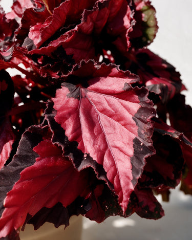 Begonia Inca Night