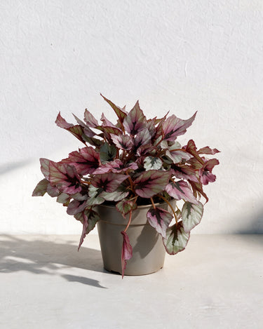 Begonia Indian Summer