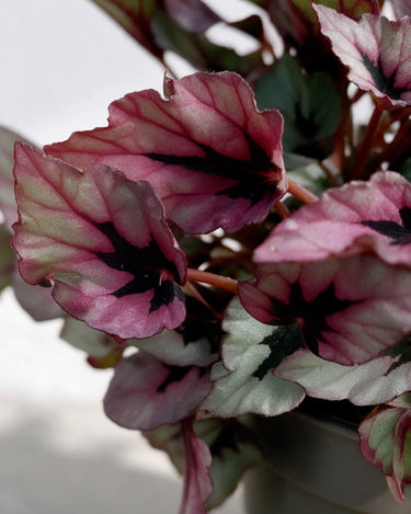 Begonia Indian Summer
