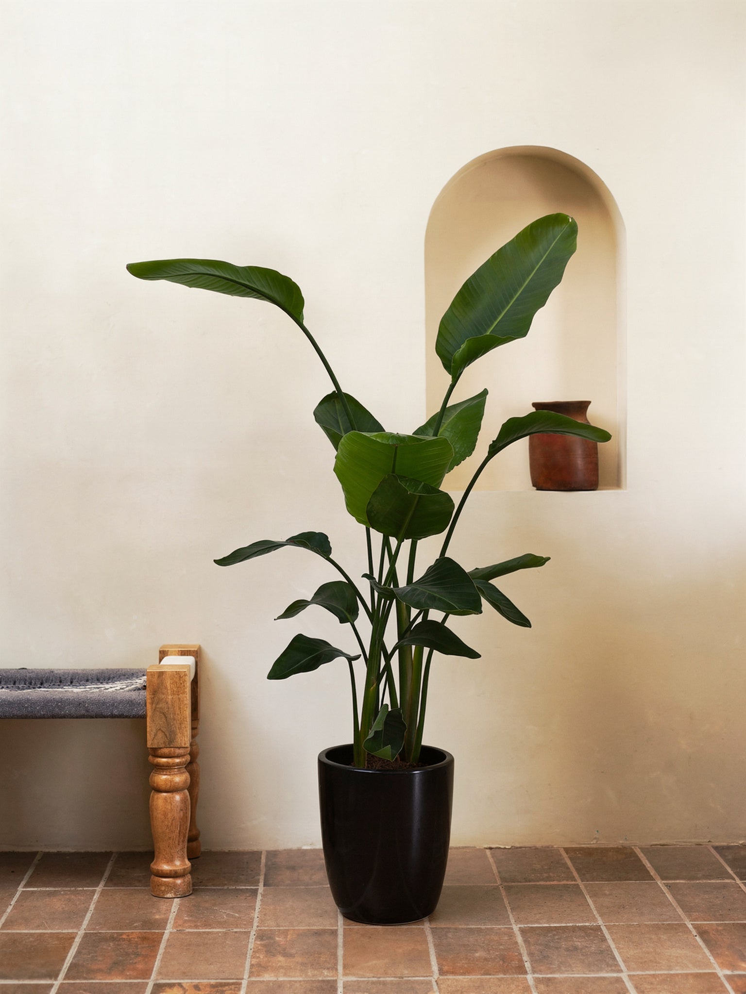 Bird Of Paradise
