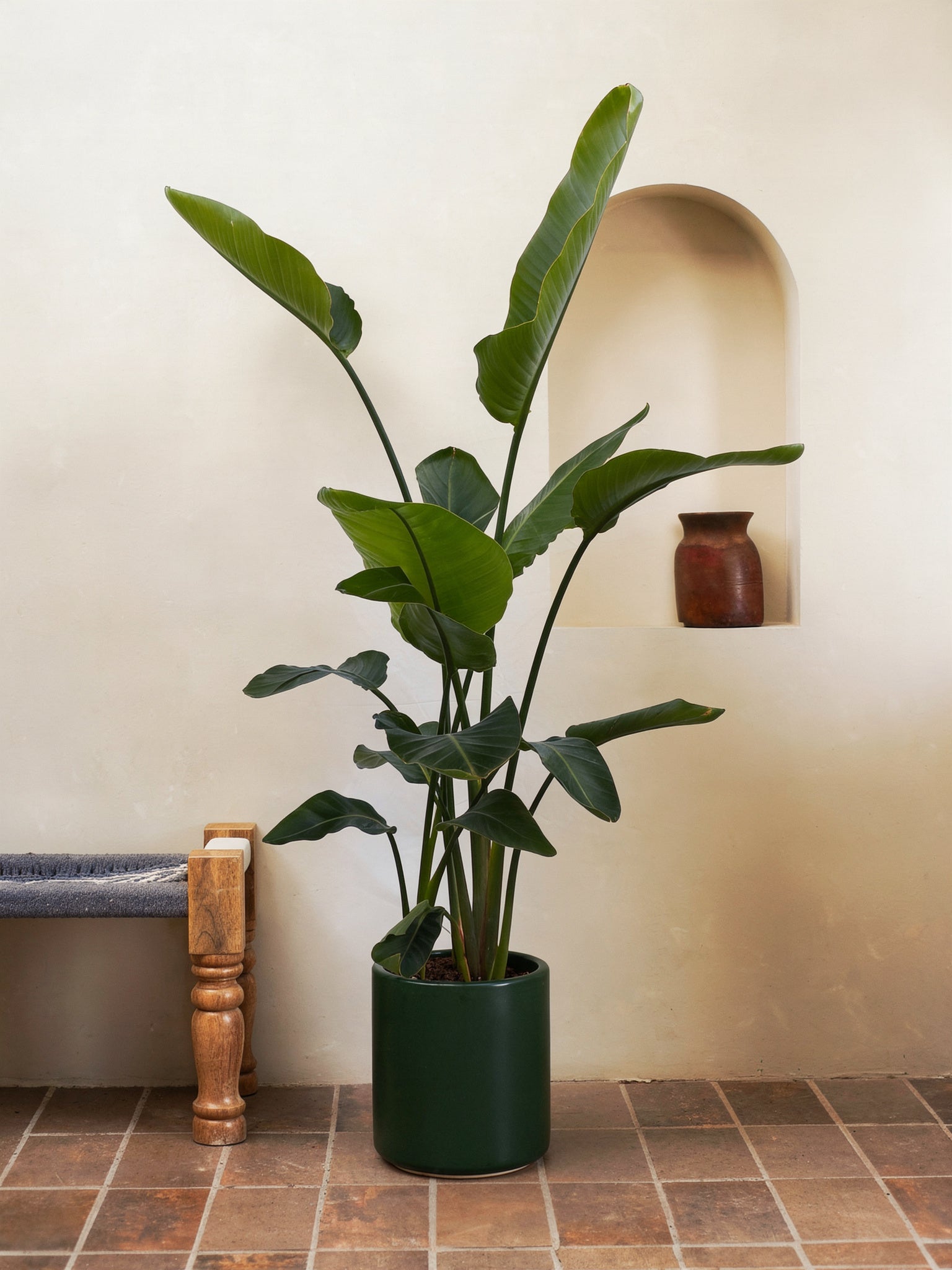 Bird Of Paradise
