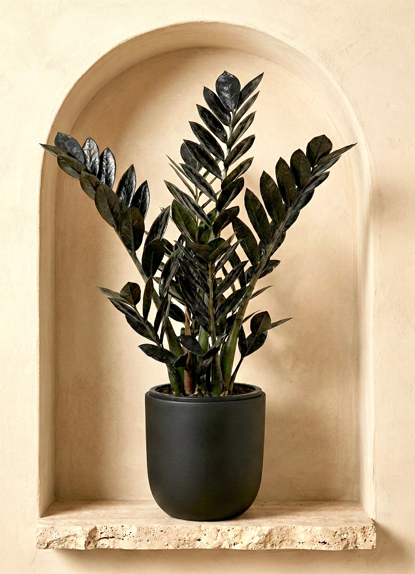 Black ZZ plant